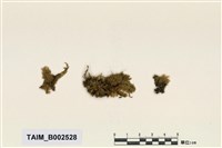 藏品(竹苔屬)的圖片